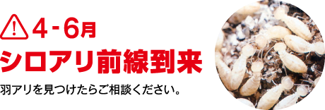 4-6月 シロアリ前線到来 羽アリを見つけたらご相談ください。
