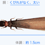 シロアリ駆除